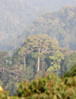 KAENG KRACHAN NP THAILAND - FOREST SCENES (31).JPG