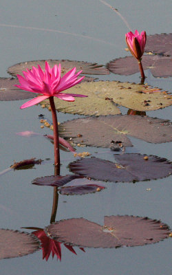 KAENG KRACHAN NP THAILAND (2).JPG