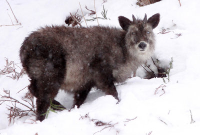 BOVID - SEROW - JAPANESE SEROW - JIGOKUDANI ONSEN NAGANO PREFECTURE JAPAN (37).JPG