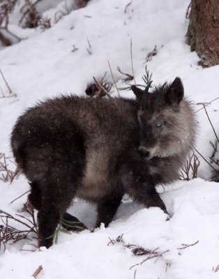 BOVID - SEROW - JAPANESE SEROW - JIGOKUDANI ONSEN NAGANO PREFECTURE JAPAN (57).JPG