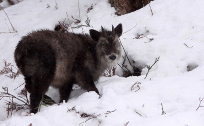 BOVID - SEROW - JAPANESE SEROW - JIGOKUDANI ONSEN NAGANO PREFECTURE JAPAN (69).JPG