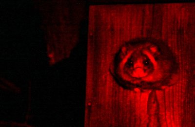 RODENT - SQUIRREL - JAPANESE GIANT FLYING SQUIRREL - KARUIZAWA JAPAN (20).JPG