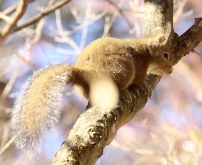 RODENT - SQUIRREL - JAPANESE SQUIRREL - SHIOBUTSU ONSEN KARUIZAWA JAPAN (43).JPG
