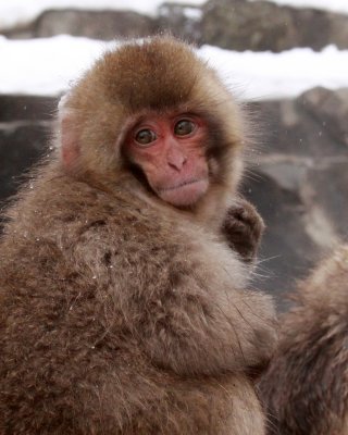 PRIMATE - MACAQUE - JAPANESE MACAQUE - JIGOKUDANI ONSEN NAGANO PREFECTURE JAPAN - SOM'S IMAGES (15).JPG