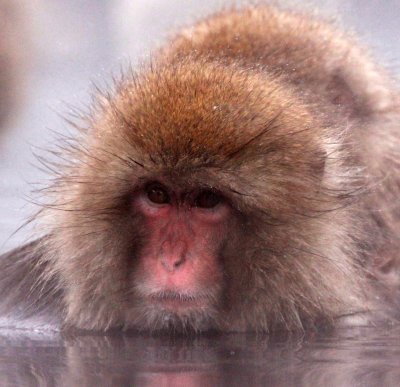 PRIMATE - MACAQUE - JAPANESE MACAQUE - JIGOKUDANI ONSEN NAGANO PREFECTURE JAPAN - SOM'S IMAGES (17).JPG