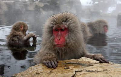 PRIMATE - MACAQUE - JAPANESE MACAQUE - JIGOKUDANI ONSEN NAGANO PREFECTURE JAPAN (14).JPG