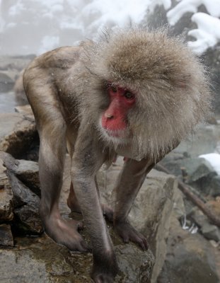 PRIMATE - MACAQUE - JAPANESE MACAQUE - JIGOKUDANI ONSEN NAGANO PREFECTURE JAPAN (22).JPG