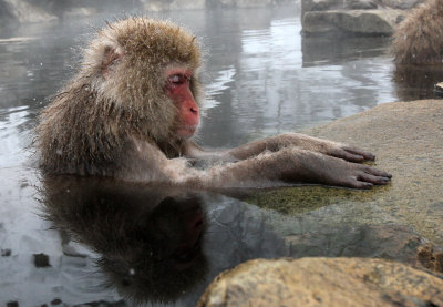 PRIMATE - MACAQUE - JAPANESE MACAQUE - JIGOKUDANI ONSEN NAGANO PREFECTURE JAPAN (24).JPG