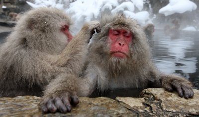 PRIMATE - MACAQUE - JAPANESE MACAQUE - JIGOKUDANI ONSEN NAGANO PREFECTURE JAPAN (31).JPG