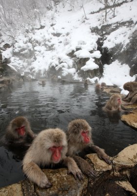 PRIMATE - MACAQUE - JAPANESE MACAQUE - JIGOKUDANI ONSEN NAGANO PREFECTURE JAPAN (47).JPG