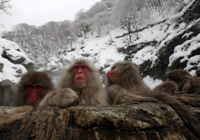 PRIMATE - MACAQUE - JAPANESE MACAQUE - JIGOKUDANI ONSEN NAGANO PREFECTURE JAPAN (53).JPG