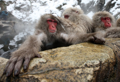 PRIMATE - MACAQUE - JAPANESE MACAQUE - JIGOKUDANI ONSEN NAGANO PREFECTURE JAPAN (120).JPG