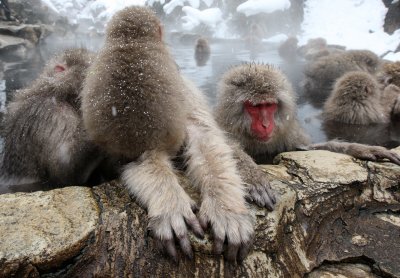 PRIMATE - MACAQUE - JAPANESE MACAQUE - JIGOKUDANI ONSEN NAGANO PREFECTURE JAPAN (123).JPG