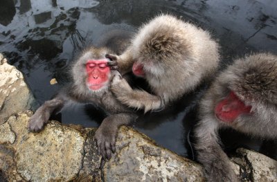 PRIMATE - MACAQUE - JAPANESE MACAQUE - JIGOKUDANI ONSEN NAGANO PREFECTURE JAPAN (87).JPG