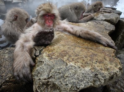 PRIMATE - MACAQUE - JAPANESE MACAQUE - JIGOKUDANI ONSEN NAGANO PREFECTURE JAPAN (139).JPG