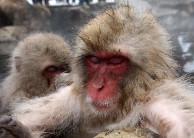 PRIMATE - MACAQUE - JAPANESE MACAQUE - JIGOKUDANI ONSEN NAGANO PREFECTURE JAPAN (159).JPG