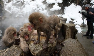 PRIMATE - MACAQUE - JAPANESE MACAQUE - JIGOKUDANI ONSEN NAGANO PREFECTURE JAPAN (187).JPG