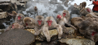 PRIMATE - MACAQUE - JAPANESE MACAQUE - JIGOKUDANI ONSEN NAGANO PREFECTURE JAPAN (195).JPG