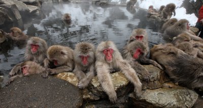 PRIMATE - MACAQUE - JAPANESE MACAQUE - JIGOKUDANI ONSEN NAGANO PREFECTURE JAPAN (197).JPG