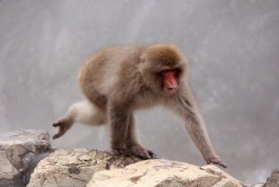 PRIMATE - MACAQUE - JAPANESE MACAQUE - JIGOKUDANI ONSEN NAGANO PREFECTURE JAPAN (324).JPG