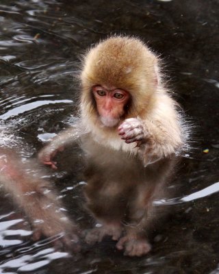 PRIMATE - MACAQUE - JAPANESE MACAQUE - JIGOKUDANI ONSEN NAGANO PREFECTURE JAPAN (333).JPG