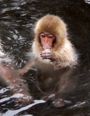 PRIMATE - MACAQUE - JAPANESE MACAQUE - JIGOKUDANI ONSEN NAGANO PREFECTURE JAPAN (338).JPG