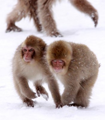 PRIMATE - MACAQUE - JAPANESE MACAQUE - JIGOKUDANI ONSEN NAGANO PREFECTURE JAPAN (358).JPG