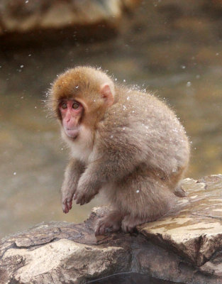 PRIMATE - MACAQUE - JAPANESE MACAQUE - JIGOKUDANI ONSEN NAGANO PREFECTURE JAPAN (366).JPG