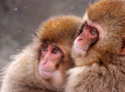 PRIMATE - MACAQUE - JAPANESE MACAQUE - JIGOKUDANI ONSEN NAGANO PREFECTURE JAPAN (389).JPG