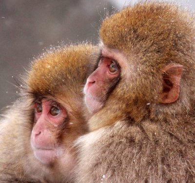 PRIMATE - MACAQUE - JAPANESE MACAQUE - JIGOKUDANI ONSEN NAGANO PREFECTURE JAPAN (390).JPG