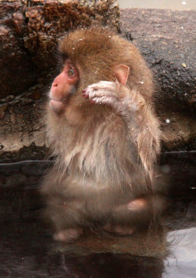 PRIMATE - MACAQUE - JAPANESE MACAQUE - JIGOKUDANI ONSEN NAGANO PREFECTURE JAPAN (436).JPG