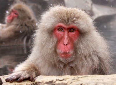 PRIMATE - MACAQUE - JAPANESE MACAQUE - JIGOKUDANI ONSEN NAGANO PREFECTURE JAPAN (519).JPG