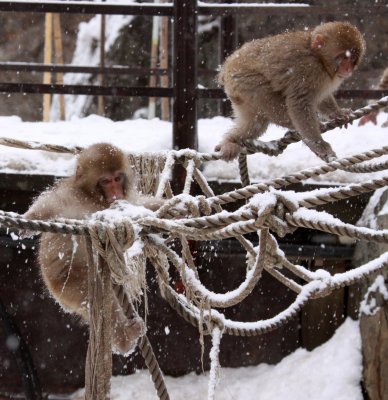 PRIMATE - MACAQUE - JAPANESE MACAQUE - JIGOKUDANI ONSEN NAGANO PREFECTURE JAPAN (530).JPG