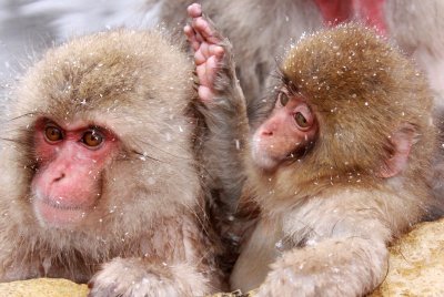 PRIMATE - MACAQUE - JAPANESE MACAQUE - JIGOKUDANI ONSEN NAGANO PREFECTURE JAPAN (539).JPG