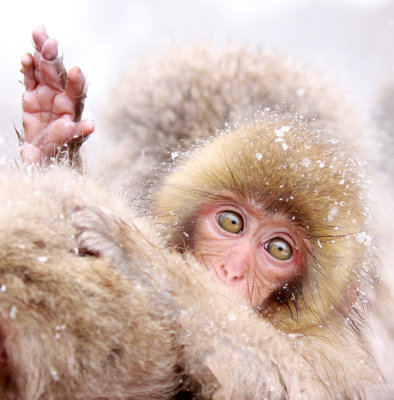 PRIMATE - MACAQUE - JAPANESE MACAQUE - JIGOKUDANI ONSEN NAGANO PREFECTURE JAPAN (554).JPG