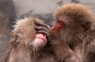 PRIMATE - MACAQUE - JAPANESE MACAQUE - JIGOKUDANI ONSEN NAGANO PREFECTURE JAPAN (606).JPG