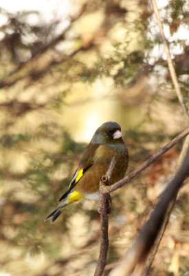 BIRD - ORIENTAL GREENFINCH - SHIOBUTSU ONSEN KARUIZAWA JAPAN (11).JPG