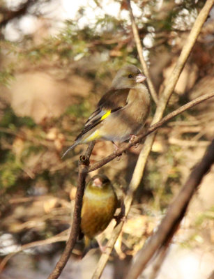 BIRD - ORIENTAL GREENFINCH - SHIOBUTSU ONSEN KARUIZAWA JAPAN (13).JPG