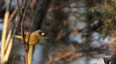 BIRD - ORIENTAL GREENFINCH - SHIOBUTSU ONSEN KARUIZAWA JAPAN (8).JPG