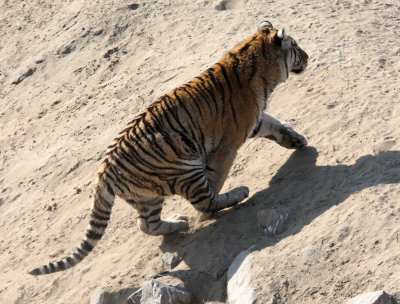 FELID - TIGER - SIBERIAN TIGER - HARBIN SIBERIAN TIGER PARK - CHINA (189).JPG