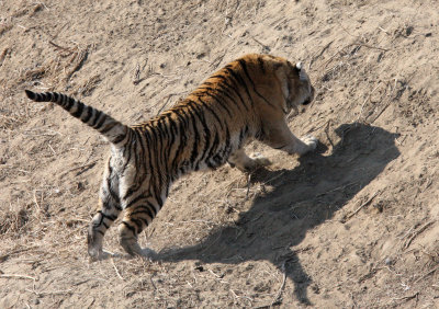 FELID - TIGER - SIBERIAN TIGER - HARBIN SIBERIAN TIGER PARK - CHINA (190).JPG