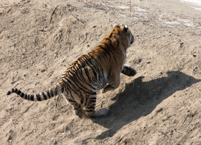 FELID - TIGER - SIBERIAN TIGER - HARBIN SIBERIAN TIGER PARK - CHINA (192).JPG