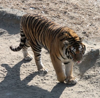 FELID - TIGER - SIBERIAN TIGER - HARBIN SIBERIAN TIGER PARK - CHINA (203).JPG