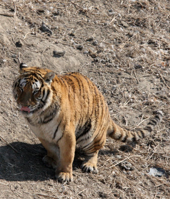 FELID - TIGER - SIBERIAN TIGER - HARBIN SIBERIAN TIGER PARK - CHINA (205).JPG