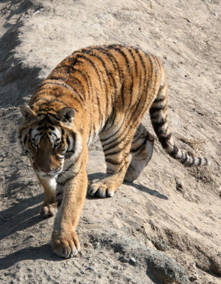 FELID - TIGER - SIBERIAN TIGER - HARBIN SIBERIAN TIGER PARK - CHINA (210).JPG