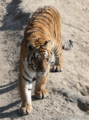 FELID - TIGER - SIBERIAN TIGER - HARBIN SIBERIAN TIGER PARK - CHINA (213).JPG