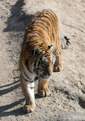 FELID - TIGER - SIBERIAN TIGER - HARBIN SIBERIAN TIGER PARK - CHINA (214).JPG