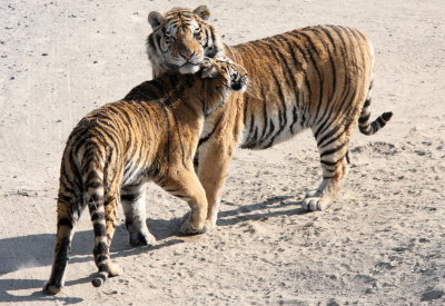 FELID - TIGER - SIBERIAN TIGER - HARBIN SIBERIAN TIGER PARK - CHINA (151).JPG