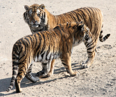 FELID - TIGER - SIBERIAN TIGER - HARBIN SIBERIAN TIGER PARK - CHINA (152).JPG