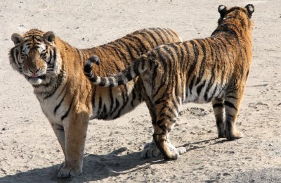 FELID - TIGER - SIBERIAN TIGER - HARBIN SIBERIAN TIGER PARK - CHINA (158).JPG